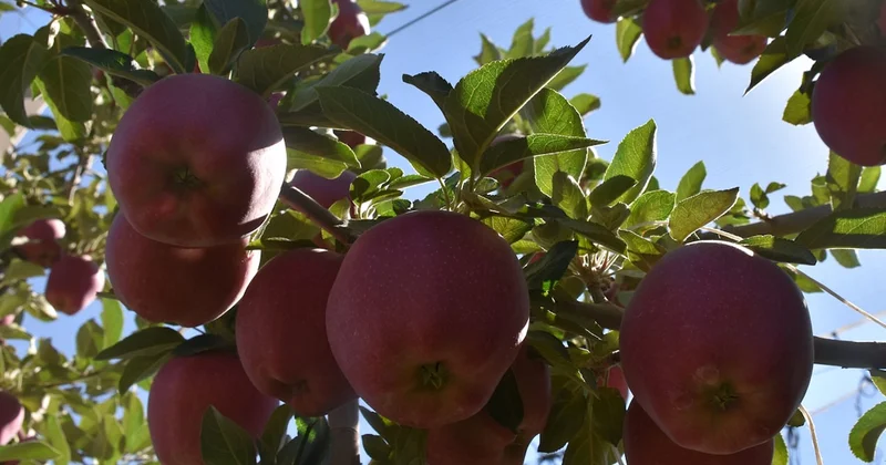 Elma dahil 11 meyvenin yenmesi ve ülkeye sokulması yasak: İşte nedeni Sözcü Gazetesi