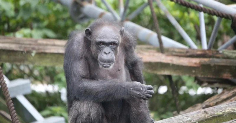 Japonya da bilişsel becerileriyle tanınan şempanze Ai, 49 yaşında öldü