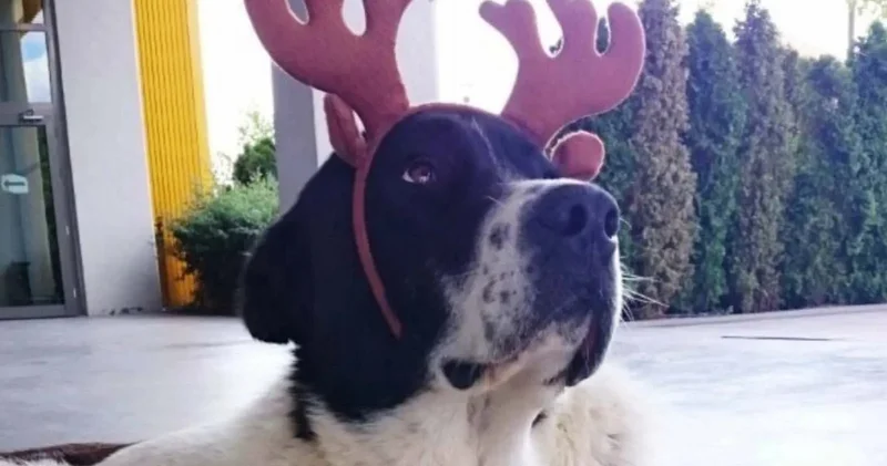 Matmazel in darp sonucu öldürüldüğü ortaya çıktı; EGO Genel Müdürlüğü, Yavaş ın talimatıyla belediye çalışanlarının işten çıkarıldıklarını açıkladı