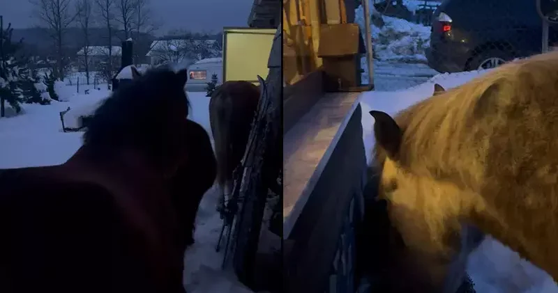 Karla kaplı yaylada aç kalan yılkı atları evlerin bahçelerine girdi