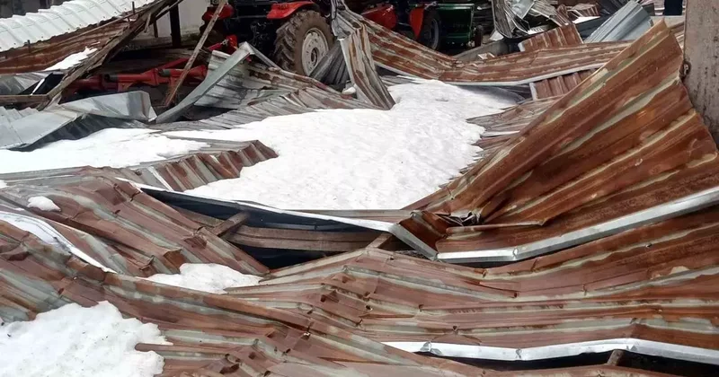 Kar birikintisi mandıra çatısını çökertti: 4 ton buğday zarar gördü