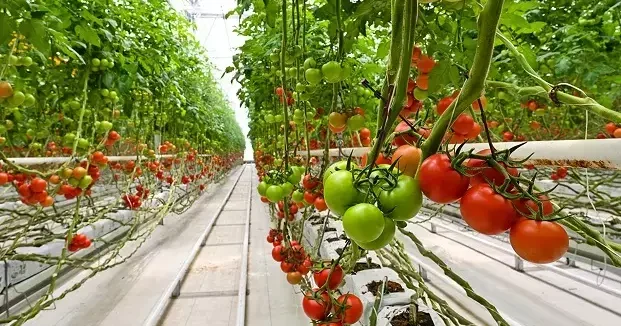 HEKTAŞ, ESG derecelendirmesinde ikinci olduğunu duyurdu