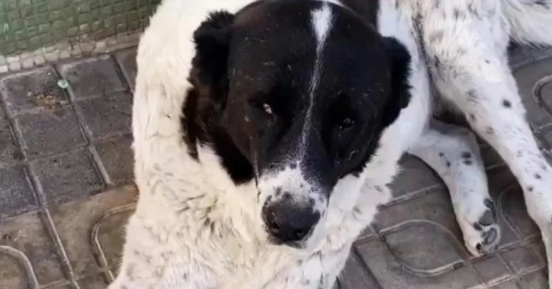 Ankara’da Matmazel i darbeden sorumluların iş akitleri feshedildi Sözcü Gazetesi