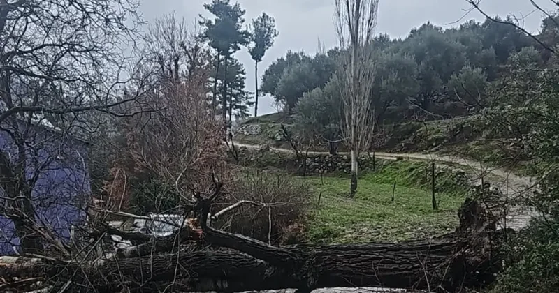 Asırlık kavak ağacı fırtınaya dayanamadı