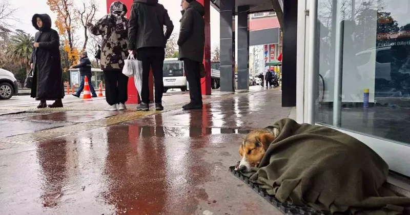 İç ısıtan hareket: Soğuktan titreyen köpeği şalla sardılar