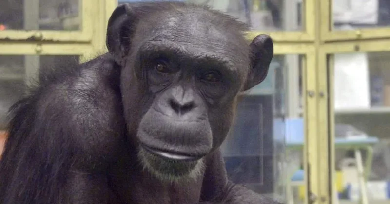 Süper zekalı şempanze hayatını kaybetti: Mirası oğluna kaldı Sözcü Gazetesi
