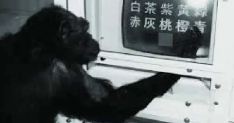 Dahi şempanze Ai 49 yaşında öldü