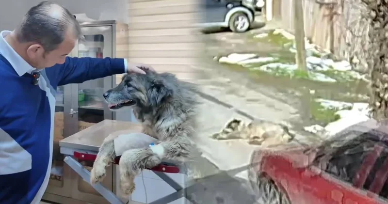Yolda uyurken köpeği ezen cani gözaltına alındı! Bir acı da barınaktan çıktı