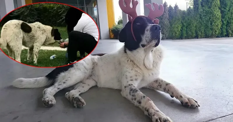 Türkiye bu vahşeti konuşmuştu: ABB den Matmazel açıklaması: O vicdansızların iş akitleri feshedildi