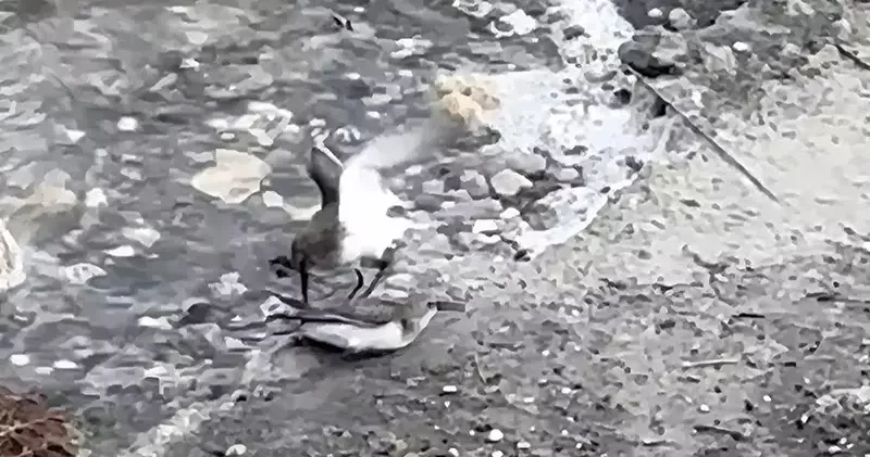 Milleyha da kara karınlı kum kuşlarının yiyecek mücadelesi