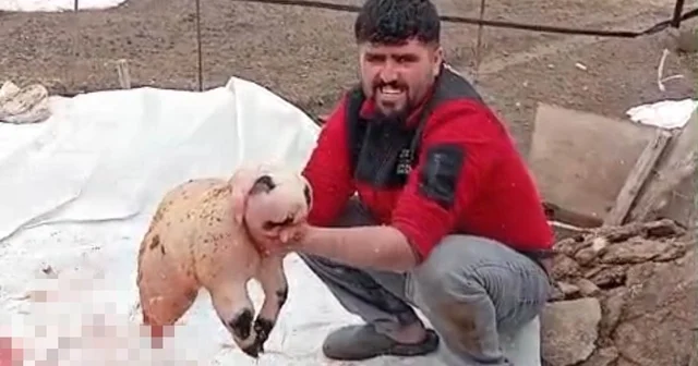 Bitlis te ölü doğan kuzu, panda yavrusuna benzerliğiyle şaşırttı Bitlis Haberleri