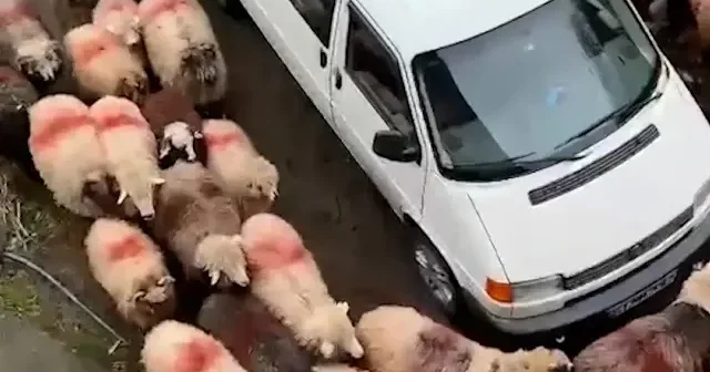 Koyun sürüsü park halindeki aracın etrafında dakikalarca döndü VİDEO İZLE