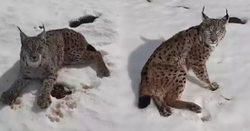 Yaralı vaşağı fark edince durdu: Tır şoförü ‘İnsanlık ölmemiş’ dedirtti