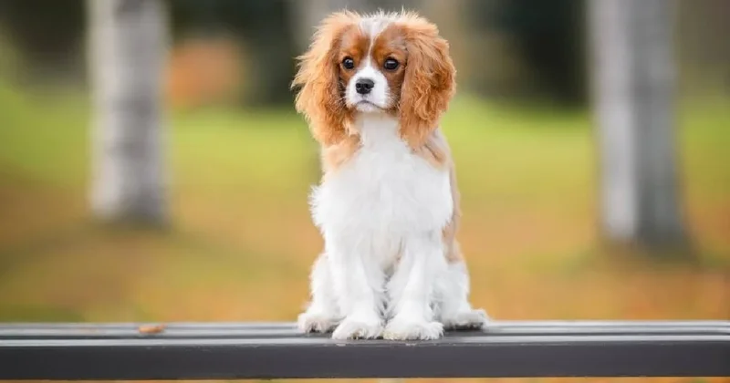 Köpeğini sosyal medyada paylaştı 1 milyon 500 bin lirasından oldu Sözcü Gazetesi