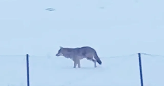 Yalnızçam Dağları nda 3 ayaklı kurdun yaşam mücadelesi Ardahan Haberleri