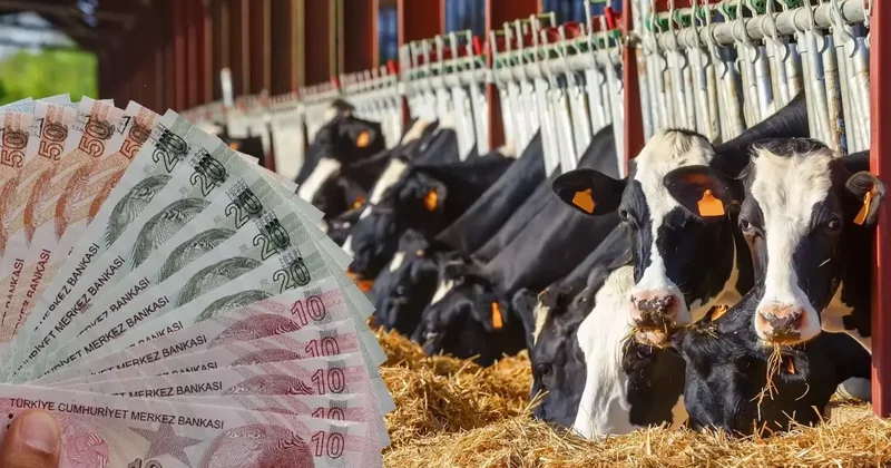 TÜİK verile ile ortaya çıktı: İşte en çok büyükbaş hayvanın olduğu ilimiz