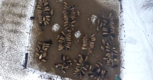 Muş ta devlet desteğiyle hayvan sayısı arttı Muş Haberleri