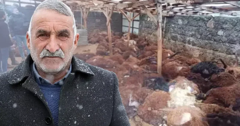 Bir gecede 200 koyunu telef olan vatandaşı duygulandıran bağış