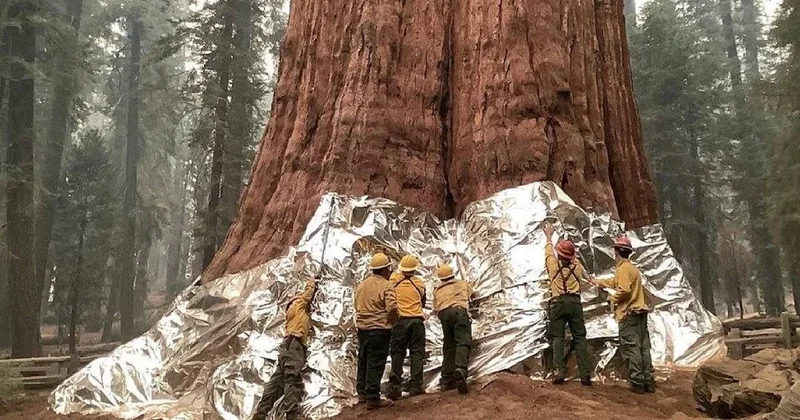 Boyu Özgürlük Heykeli ni geçiyor, ağırlığı 1 milyon kilo: İşte dünyanın en büyük ağacı Sözcü Gazetesi