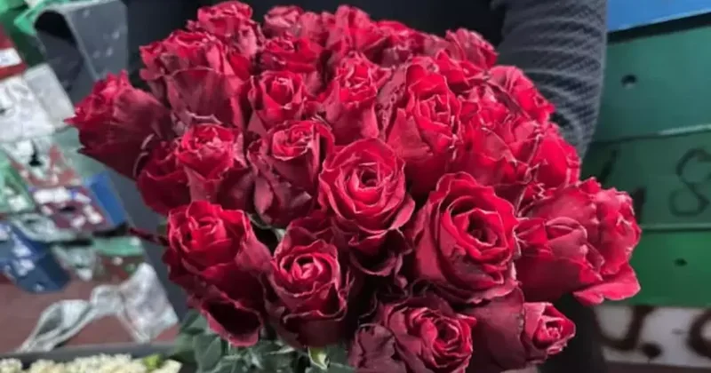Kırmızı gülü yağış vurdu: Yerli güller 200 250 lira