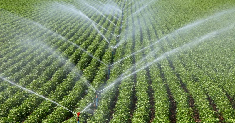 Türkiye 117 ülkeye tohum ihraç ediyor