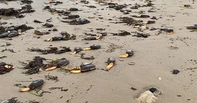 Binlerce tek bacaklı yaratık sahile vurdu Sözcü Gazetesi