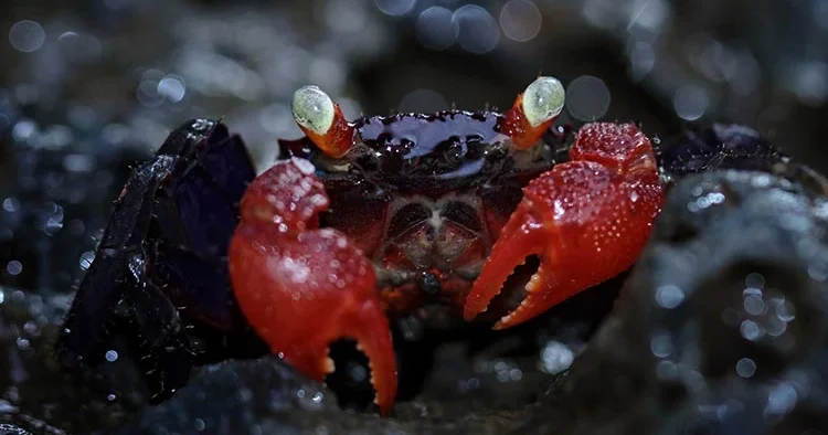Etkileşim uğruna hayatını kaybetti: Şeytan yengeci sonu oldu