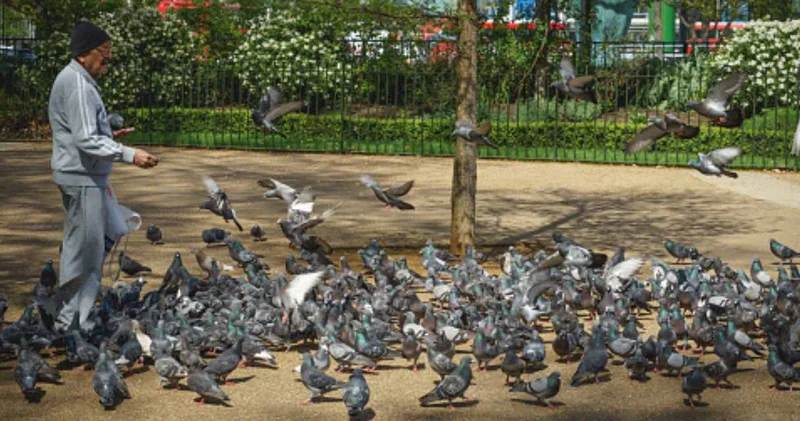 Kuş besleyenlere hapis cezası verecekler: Her yere tabela astılar