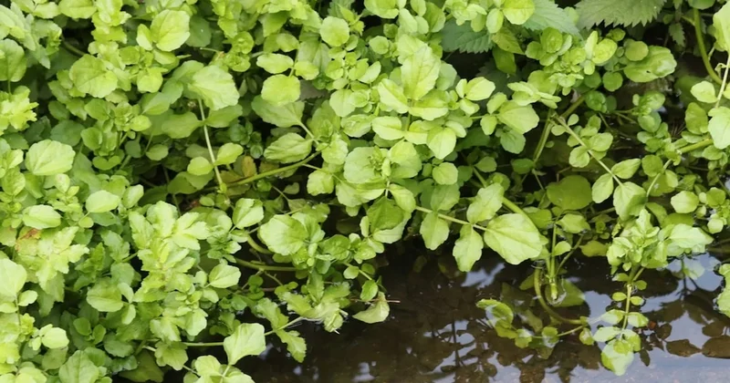 Gören yabani ot sanıyor: Faydasını duyan evinde yetiştirmeye başlıyor Sözcü Gazetesi
