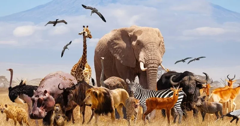 10 bin hayvanı dondurup saklayacaklar Sözcü Gazetesi