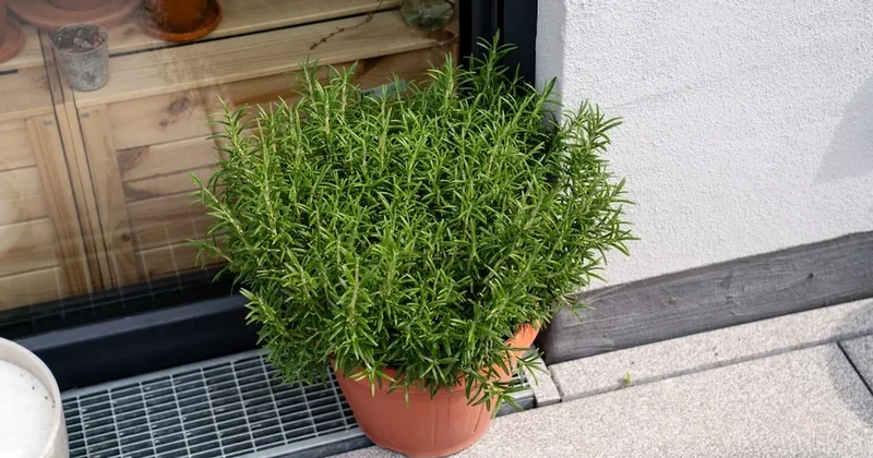 Kokusunu alan bir daha hiç bir şeyi unutmuyor! Burnuna yaklaştıranı bile etkiliyor Sözcü Gazetesi