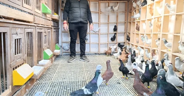 Memurluğu bırakıp güvercin yetiştiricisi oldu, otomobil fiyatına satıyor Kahramanmaraş Haberleri