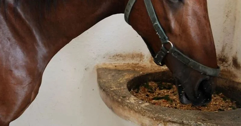 Belediye Ramazan da vatandaşa at eti yedirdi