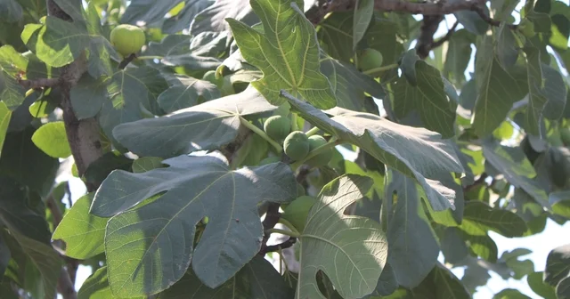 İncir üretiminde yenilenebilir enerjinin etkisi araştırılacak Aydın Haberleri