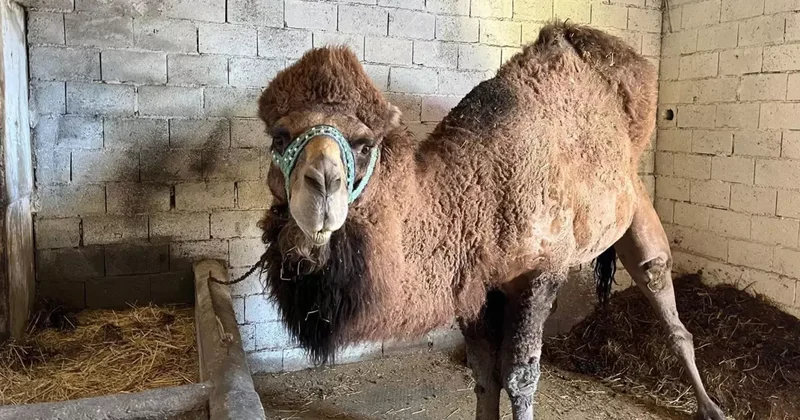 Şap hastalığı onları da etkiledi! Erkenden inzivaya çekildiler