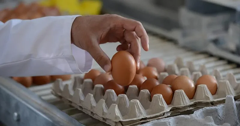 Yumurta üretiminde 2022 den bu yana en yüksek seviye! 1,90 milyar adete ulaştı