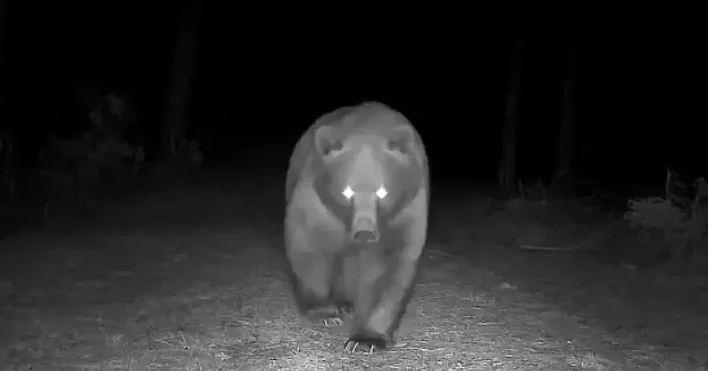 Karabük te boz ayı fotokapana yakalandı VİDEO İZLE
