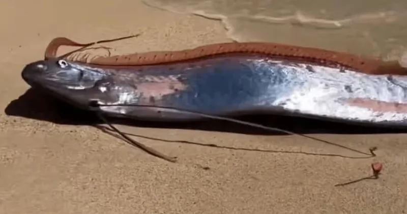 Kıyamet balığı bu sene üçüncü kez görüldü: Verdiği mesaj çok net Sözcü Gazetesi