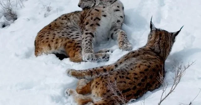 Kar üstündeki vaşaklar görüntülendi Erzincan Haberleri