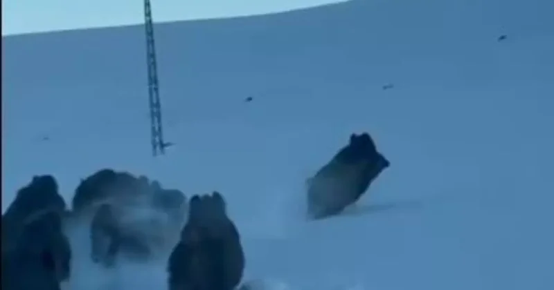 Karlı köy yolundaki domuz sürüsü kamerada