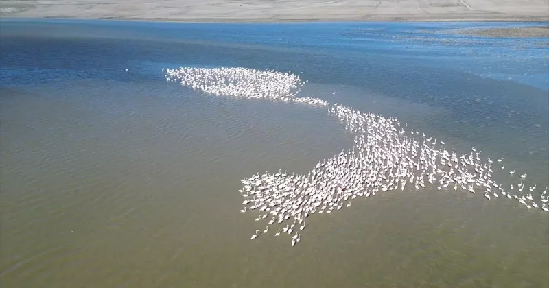 Yozgat ta Flamingolar İçin Devriye