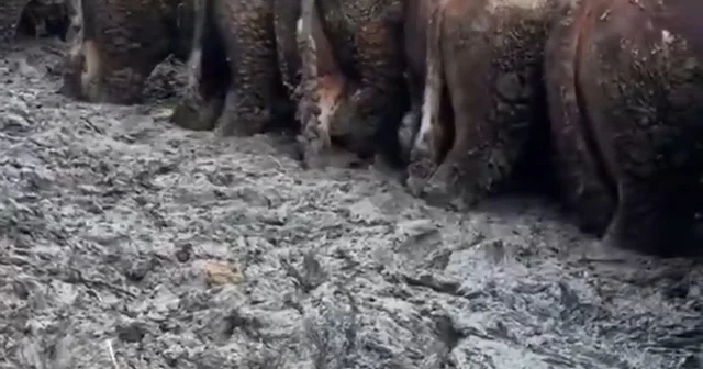 Konya da sosyal medyaya yansıyan hayvancılık işletmesi görüntülerine inceleme Konya Haberleri