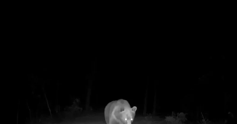 Safranbolu’da boz ayı fotokapanla görüntülendi
