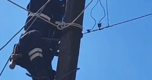 Köpeklerden korkup elektrik direğine çıkan kedi kurtarıldı Artvin Haberleri