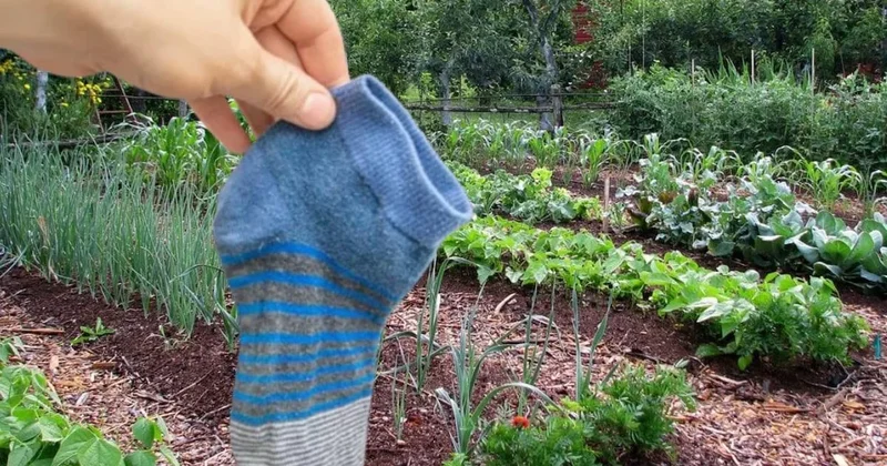 Eski çoraplarınızı sakın atmayın: Bahçenizdeki hasadı 2 kat artırıyor Sözcü Gazetesi