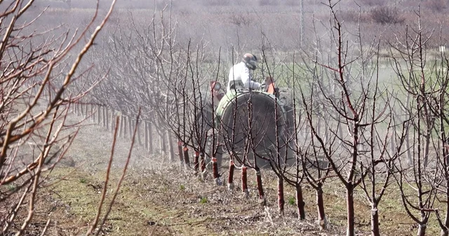 Geçen yıl zirai don nedeniyle verim alınamayan elmada 120 bin ton rekolte beklentisi Kayseri Haberleri
