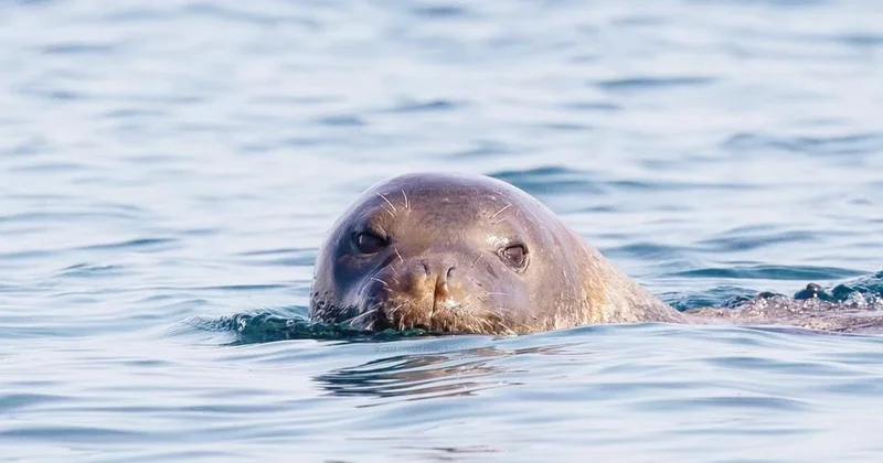 Orası rant kapısı değil fok yuvası