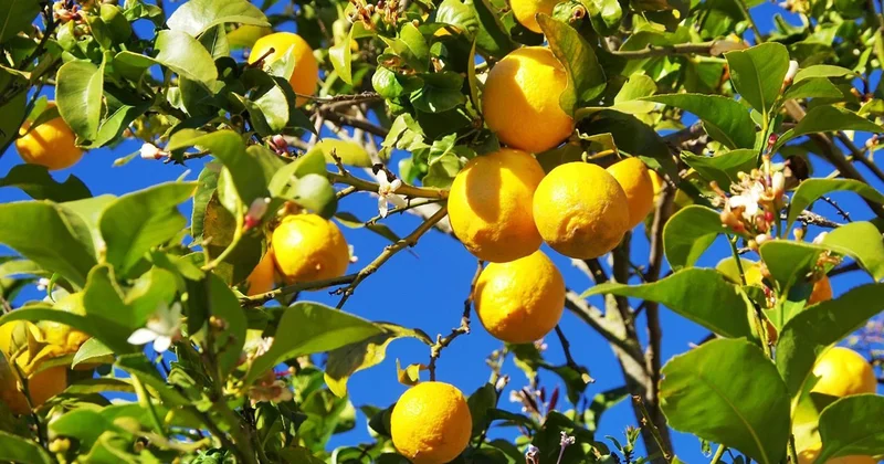 Limon fırsatçılarına kötü haber, ithalat yapılacak