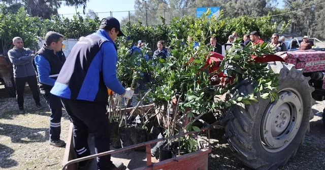 Zirai dondan zarar gören üreticilere fidan desteği Muğla Haberleri
