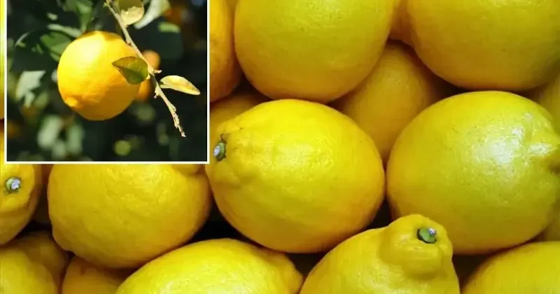 Limon fiyatları 100 lirayı geçti: Cumhurbaşkanı Erdoğan devreye girdi Ekonomi Haberleri